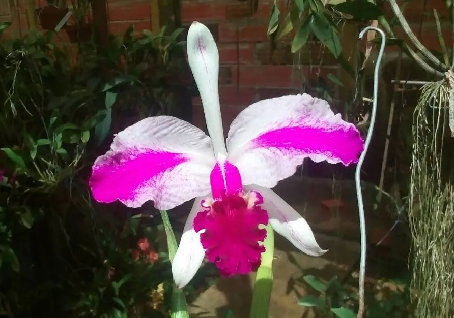 Cattleya lueddemanniana semi-alba flamea 'Paya'