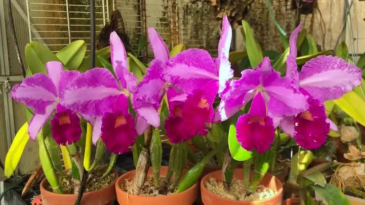 Cattleya trianae var marmorata 'Jungle Feather'