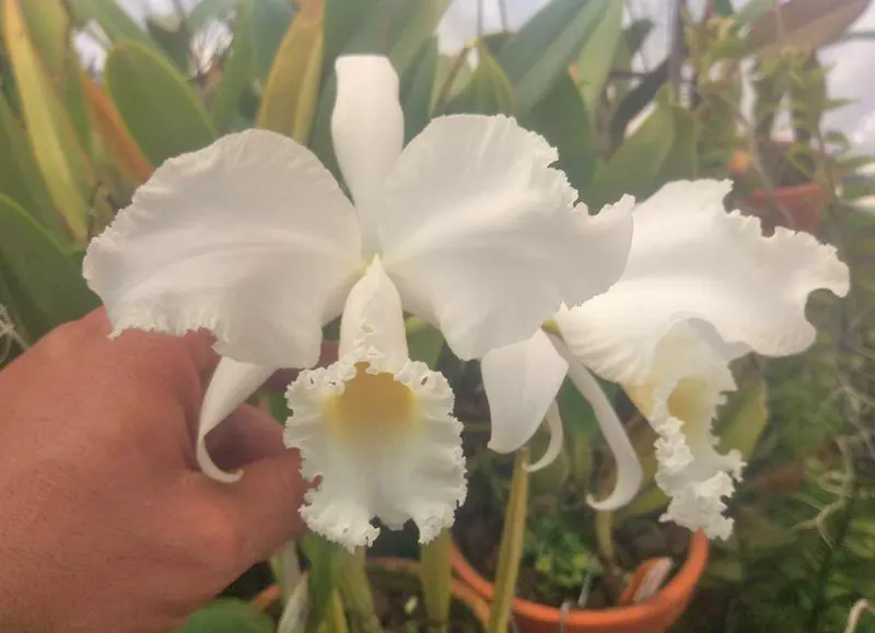 Cattleya mendelii alba 'Napoleon'