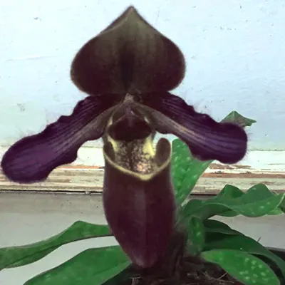 Paphiopedilum rungsurianum x henryanum