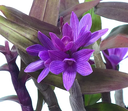 Dendrobium Victoria Pinky
