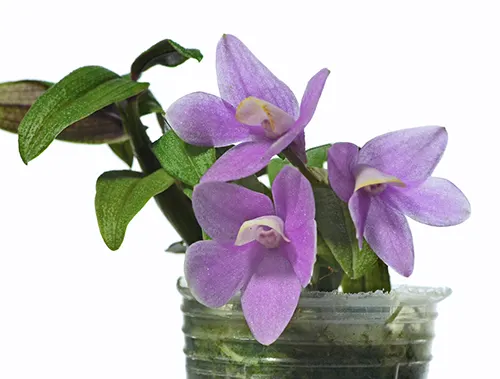 Dendrobium Mingle's Sapphire 1182 x cuthbertsonii red Japan