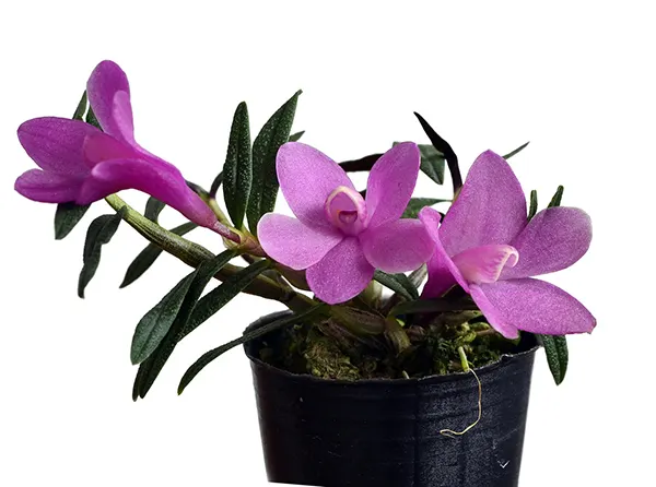 Dendrobium Mtn's Butterfly Kisses x Dendrobium agathodaemonis