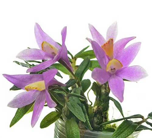 Dendrobium Mountain Magic pink