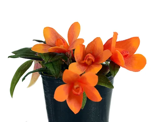 Dendrobium Hsinying Paradise x cuthbertsonii