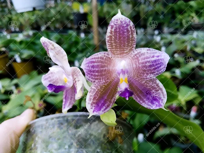 Phalaenopsis (javanica x Ld's Bear Queen) #8 x self