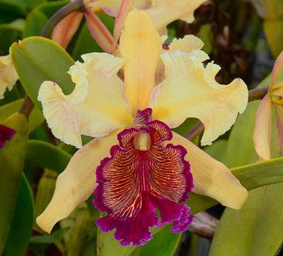 Cattleya dowiana 'Claire' 3575 x dowiana aurea 'SVO Aurea' 3574