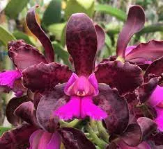 Cattleya leopoldii 'SVO Dark Wonder 4N' 3553 x leopoldii 'SVO Prince 4N' 4097