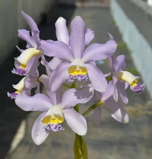 Cattleya Pittiae (loddigesii f coerulea 'Darkest Blue' 2178 x schillerana f coerulea '4' x 'Blue Spots' 3537)