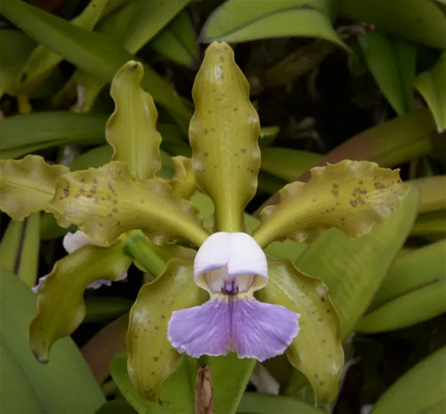 Cattleya Mareeba Tiger Blue (leopoldii coerulea 'Kathleen' 881 x schilleriana  coerulea '4 x Blue Spots' 3537)