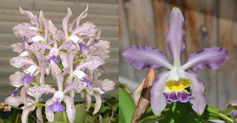 Cattleya Leoloddiglossa 'Speckled Blue' 3279 x Pittiae 'SVO Blue Spots' 2662