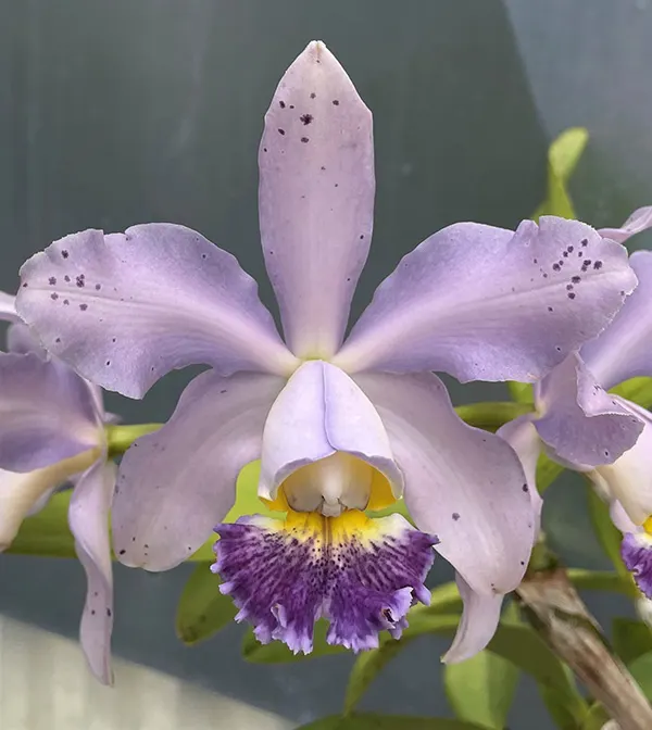 Cattleya Leoloddiglossa 'Speckled Blue' 3279 x Pittiae 'SVO Blue Spots' 2662