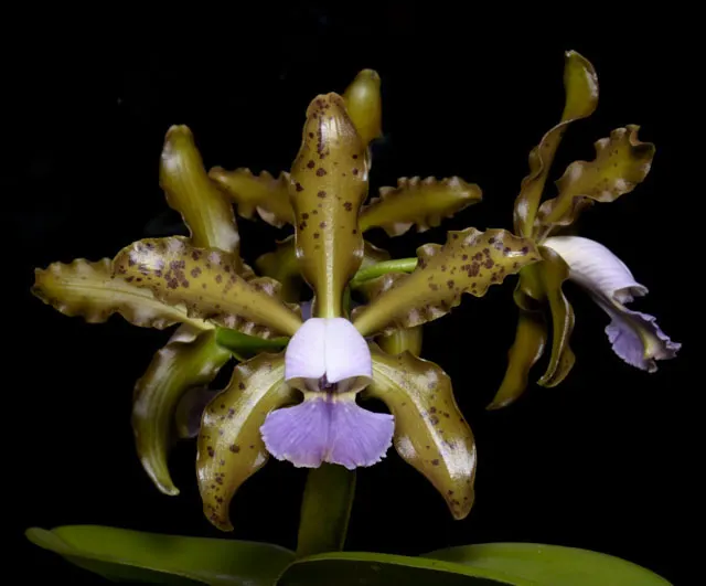 Cattleya Mareeba Tiger f coerulea (leopoldii f coerulea 'Kathleen' 881 x schilleriana f coerulea 'Good Color' 3537)