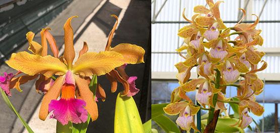 Cattleya Princesse Clementine 'SVO' 940 x velutina 'SVO 24' 3642