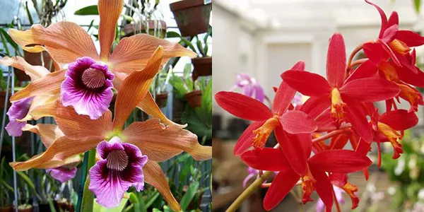 Laelia Zip (tenebrosa ‘Paul' AM/AOS 4220 x milleri 'Dr Koopowitz Red' HCC/AOS 594)