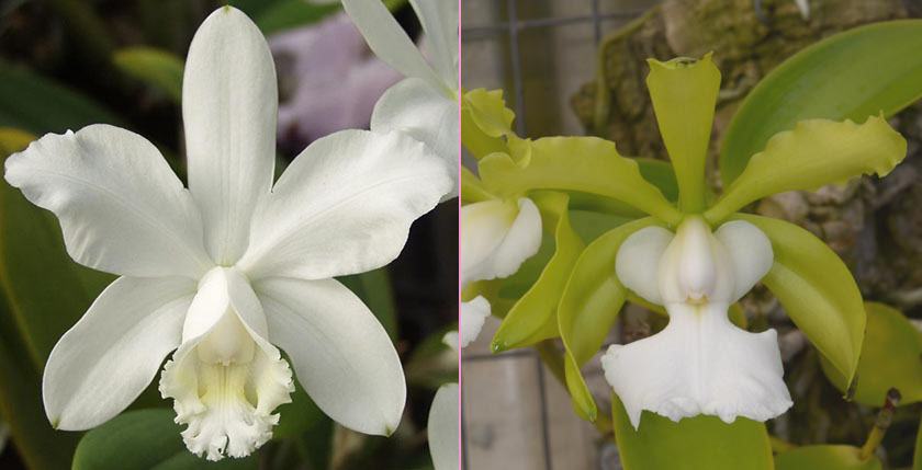 Cattleya Brabantiae (loddigesii f alba 'Stanley's' x aclandiae f alba 'JR')