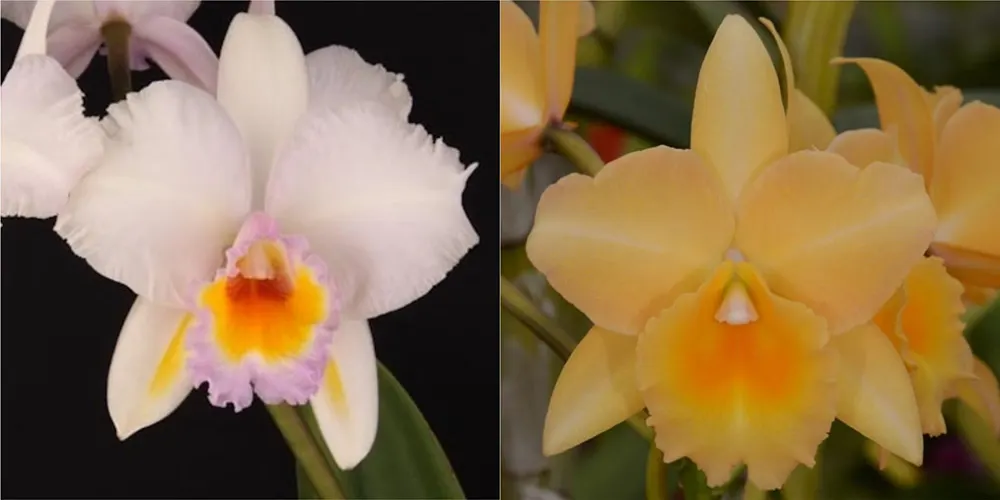 Brassolaeliocattleya Schroder's Love 'SVO' x Brassolaeliocattleya Bouton D'Or 'Halcyon'