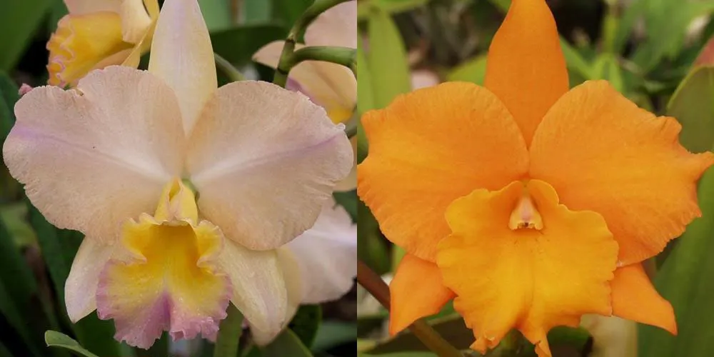 Potinara William Farrell 'Native Son' 3421 x Brassolaeliocattleya Hawaiian Discovery 'Fluorescent Orange' HCC/AOS 3421)