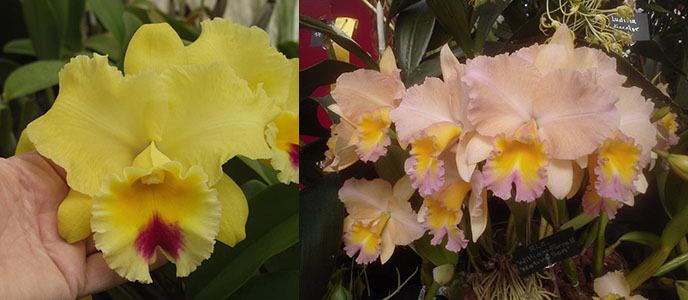Brassolaeliocattleya Goldenzelle 'Lemon Chiffon' AM/AOS 1327 x Potinara William Farrell 'Native Son' 3421
