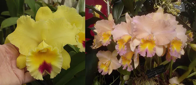 Brassolaeliocattleya Goldenzelle 'Lemon Chiffon' AM/AOS 1327 x Potinara William Farrell 'Native Son' 3421
