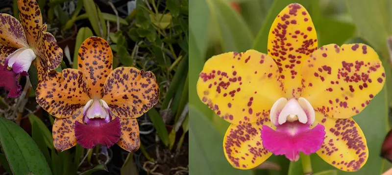 Potinara Naomi's Delight 'SVO Orange' 4725 x Slc Kathleen Clarkson 'SVO' HCC/AOS 2145