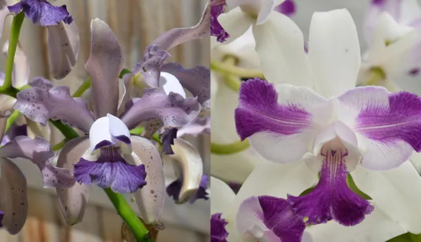 Cattleya Laura Newton (Leoloddiglossa 'Dark Blue' 3965 x Interglossa f. flamea coerulea 'SVO' 3308)