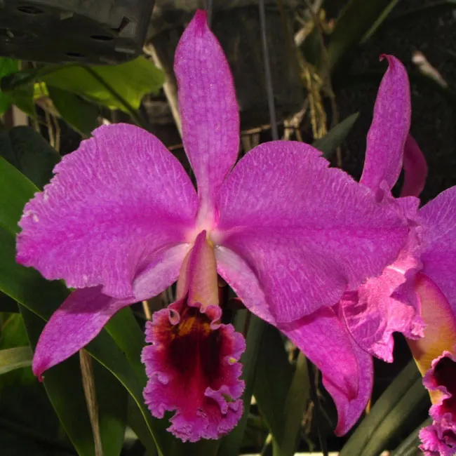 Cattleya percivaliana tipo 'Remolacha' x self