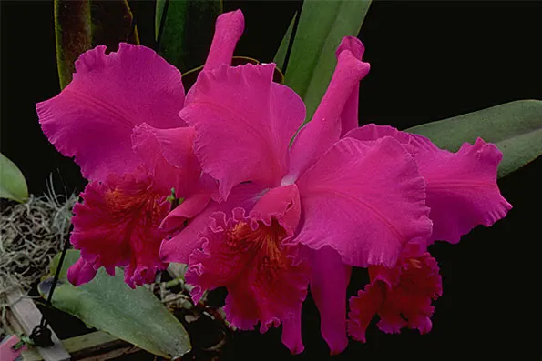 Cattleya mossiae 'Willowbrook'