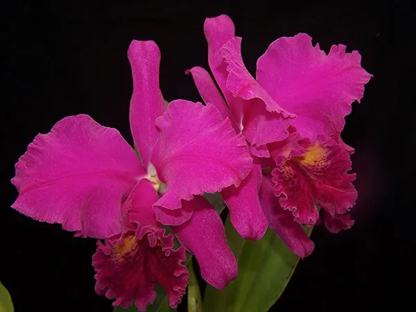 Cattleya mossiae rubra 'Dark Prince' x rubra 'Cavacano'