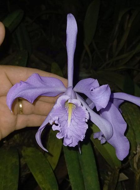 Cattleya maxima coerulea 'Blue Moon' x self