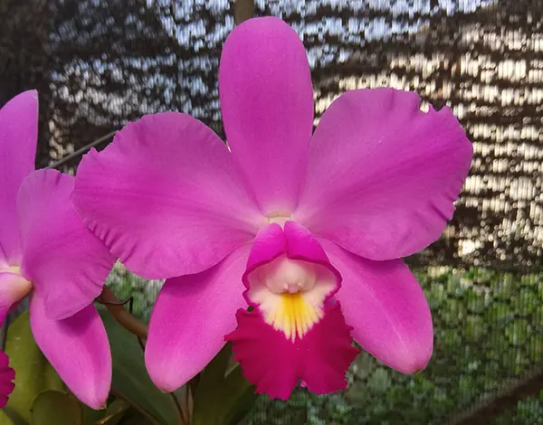 Cattleya violacea 'Candy' x self