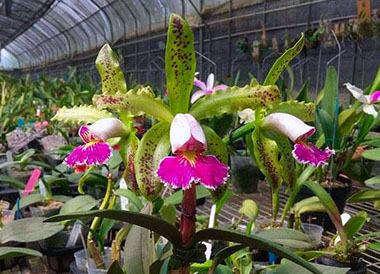 Cattleya schilleriana semi-alba 'Rainha de Esmeraldas'