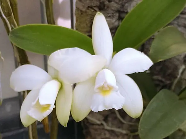 Cattleya violacea alba (division)