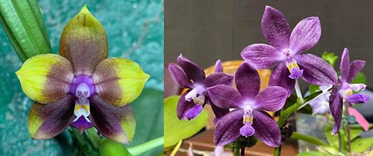 Phalaenopsis Mituo Princess 'Black Beauty' x (speciosa x Mituo Prince) 'Taro purple'