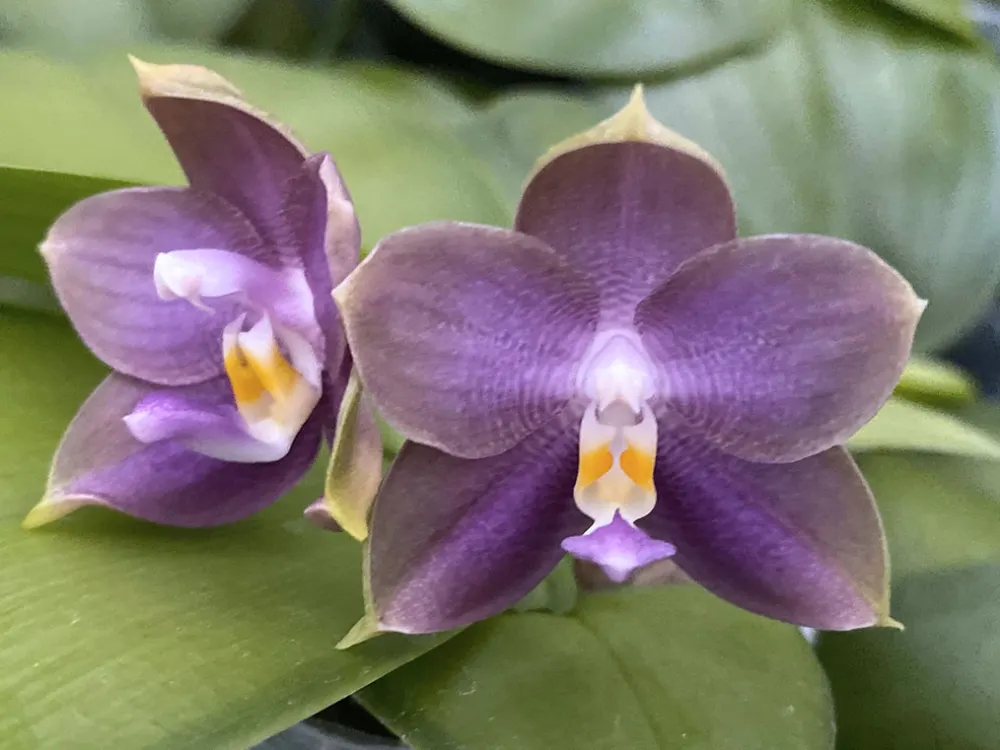 Phalaenopsis Mituo Blue Bear 'Blue Bear'