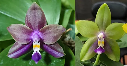 Phalaenopsis ('Emerald Bear' x LD Purple 3S) x Mituo GH King Star