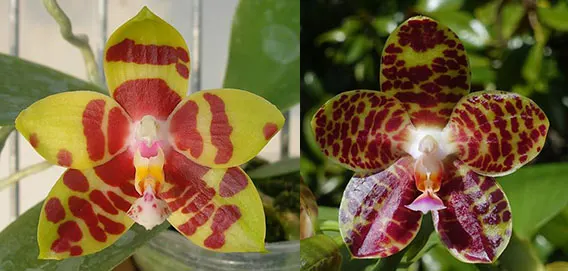 Phalaenopsis Zheng Min Yew x Giant Passion 'OK#2'
