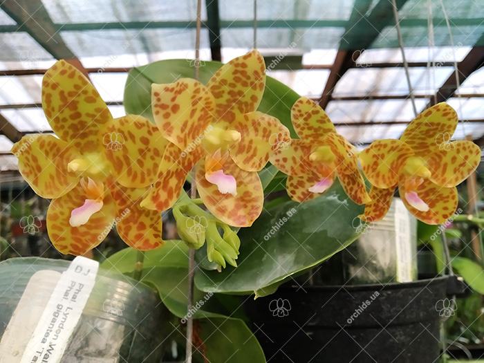 Phalaenopsis Lyndon Waltz x gigantea alba 'Tai Wei'