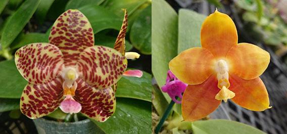 Phalaenopsis Giant Passion x Zheng Min 'Hazel'