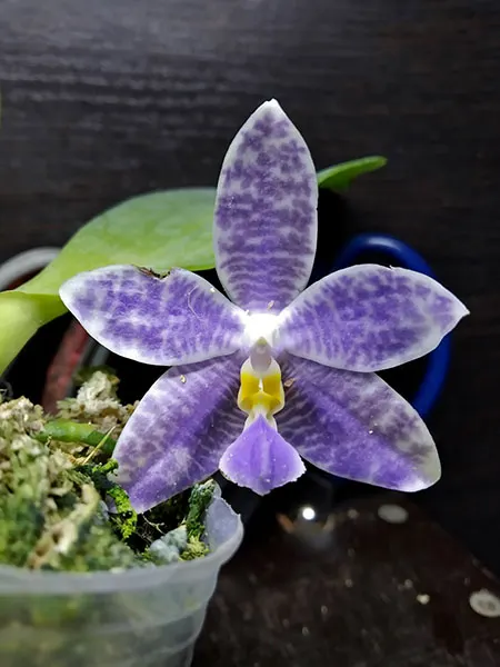 Phalaenopsis Joy Michona coerulea