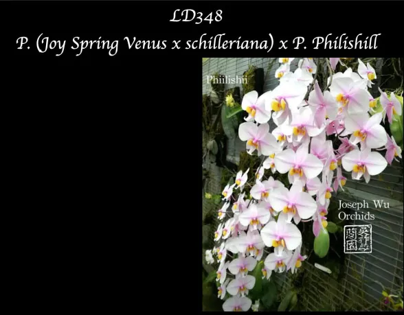 Phalaenopsis (Joy Spring Venus x schilleriana) x Philishill