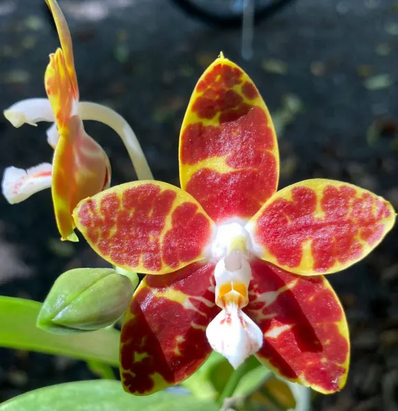 Phalaenopsis Ambonosa (venosa 'Darl Red' x amboinensis 'Yellow River')