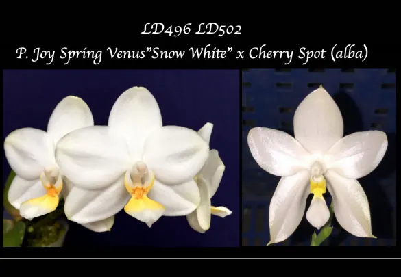 Phalaenopsis Joy Spring Venus 'Snow White' x Cherry Spot (alba)