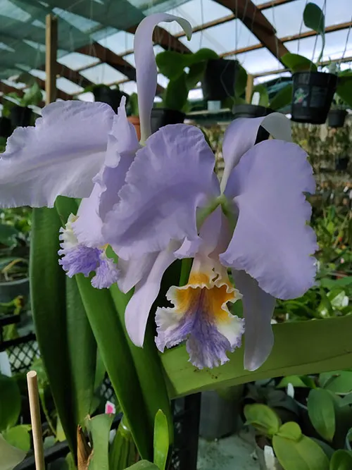 Cattleya mossiae coerulea 'Dalila'