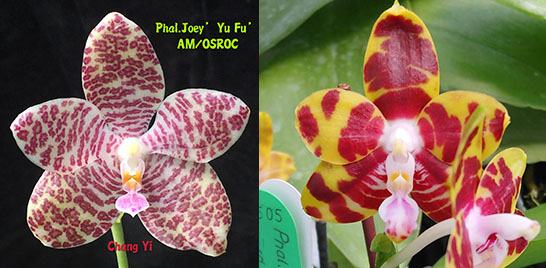 Phalaenopsis Joey 'Yu Fu' x Kung's Red Cherry 'Jon'