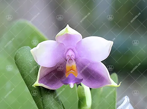 Phalaenopsis Samera 'Blue'