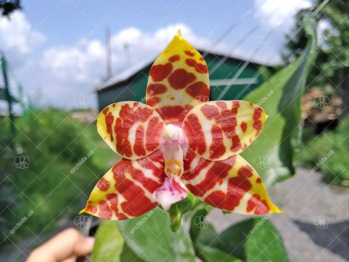 Phalaenopsis Amber Ambo x amboinensis