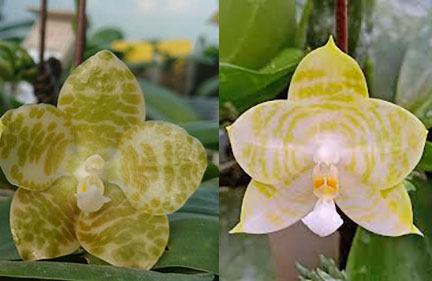 Phalaenopsis gigantea alba 'Ta Wei' x Mituo Golden Tiger 'White Tiger'