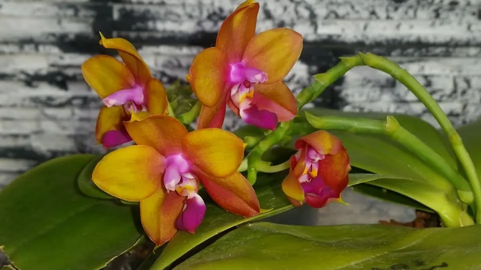Phalaenopsis Hannover passion x LD's Bear King