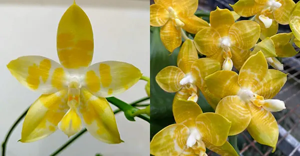 Phalaenopsis Yaphon 'Yellow Story' x Nobby's 'Doctor Chu'